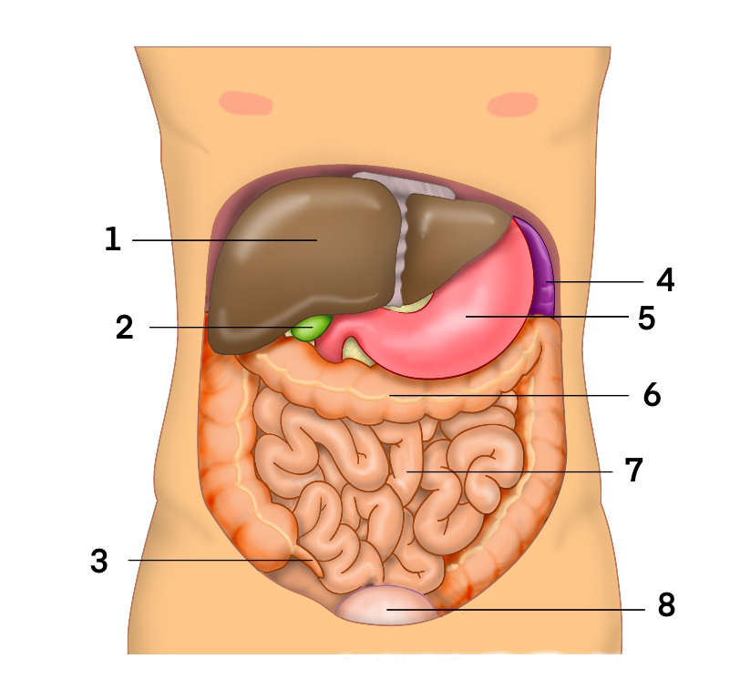 Abdomen