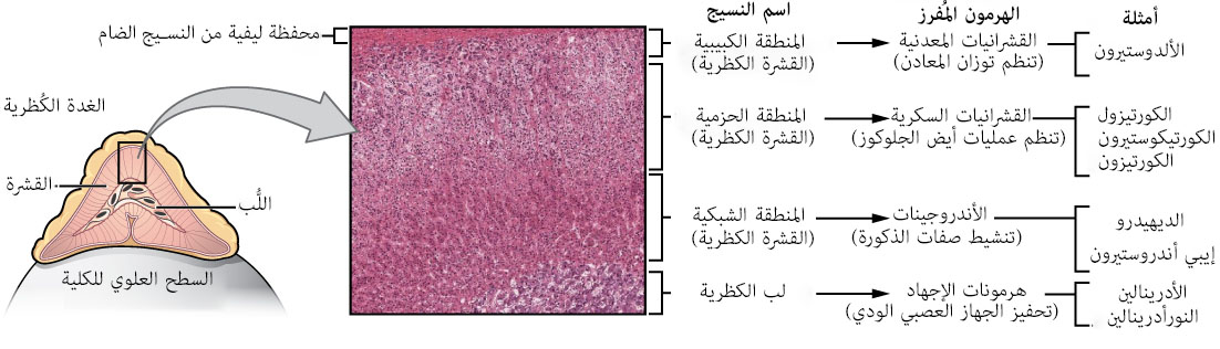 Adrenal gland