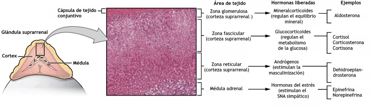 Adrenal gland