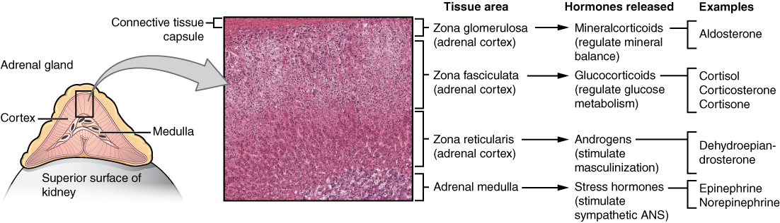 Adrenal gland
