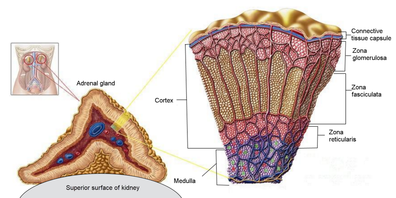 Adrenal gland