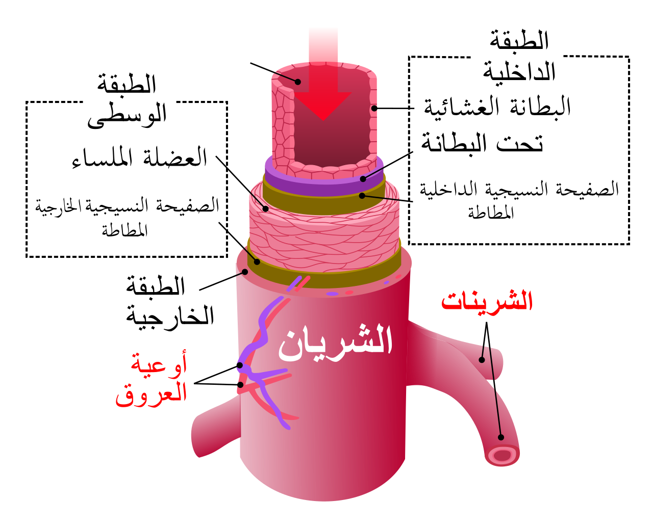 Artery