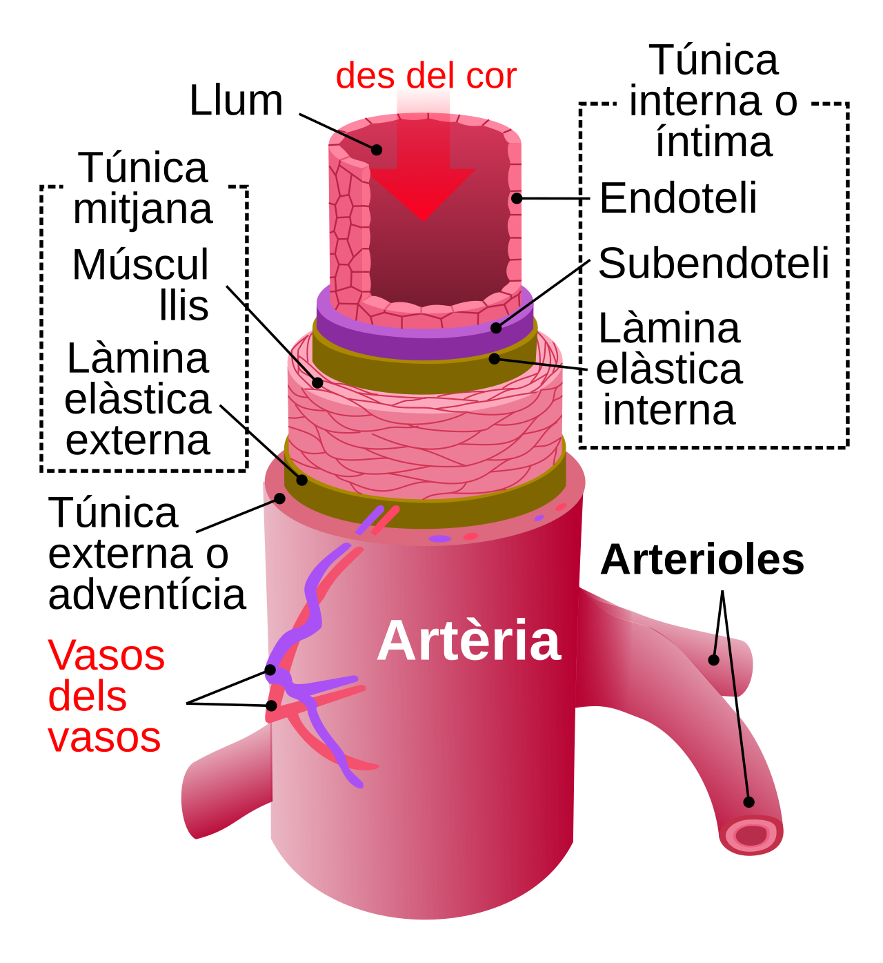 Artery