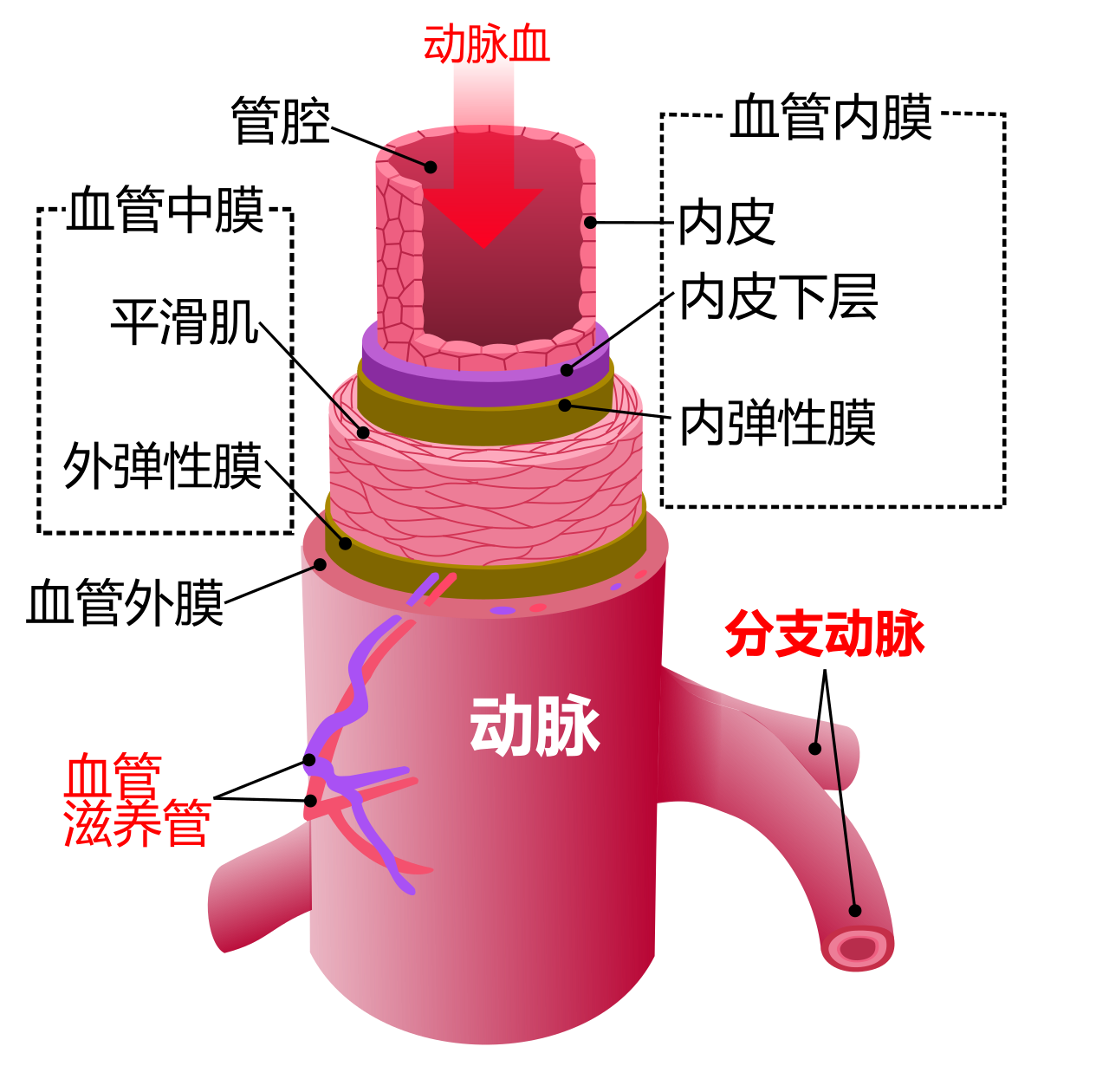 Artery