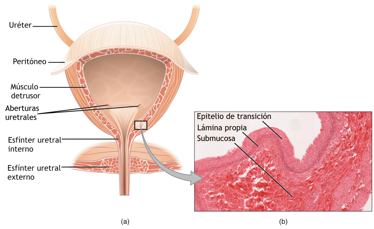 Bladder