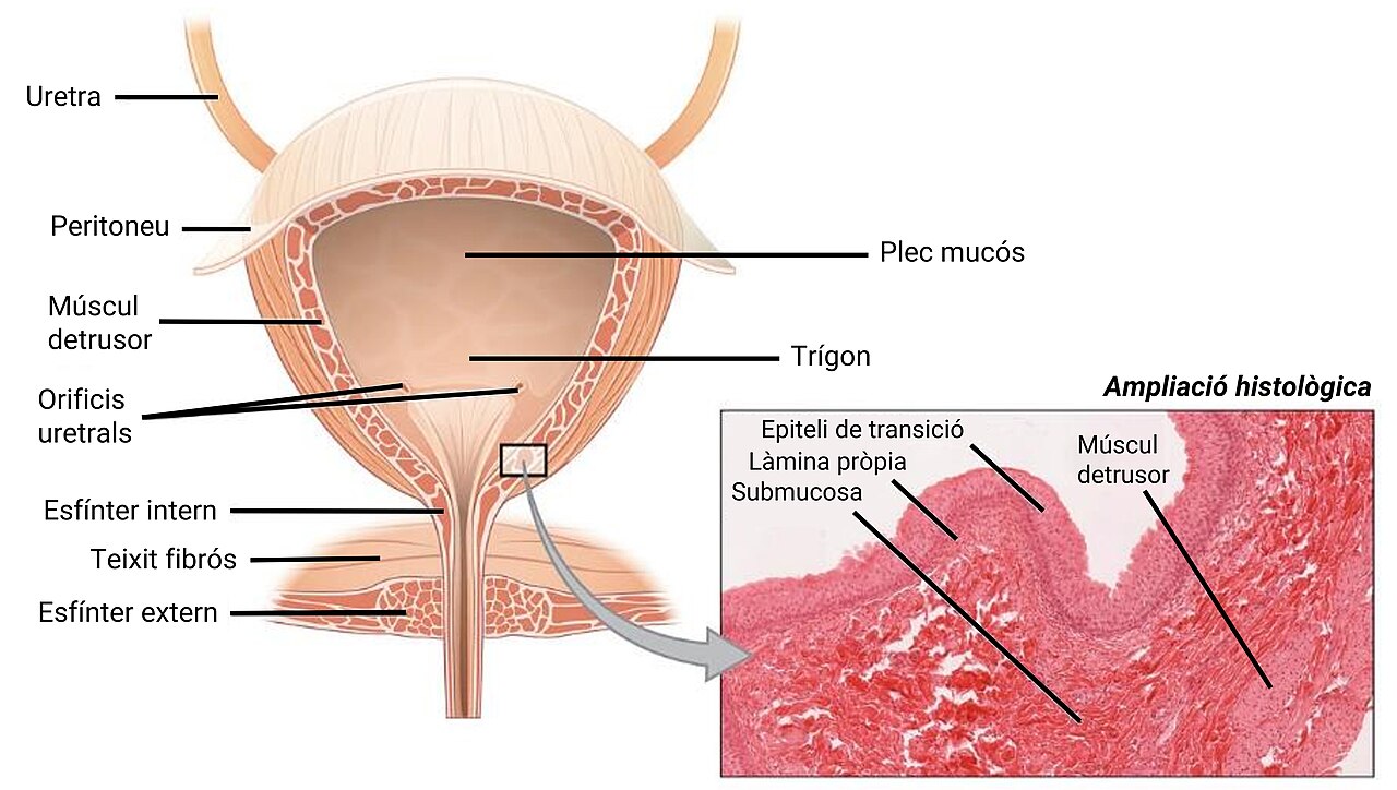 Bladder