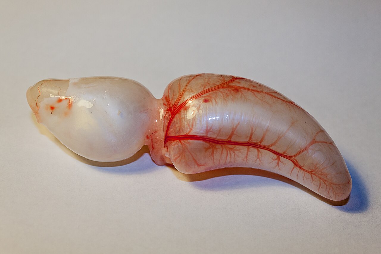 Bladder