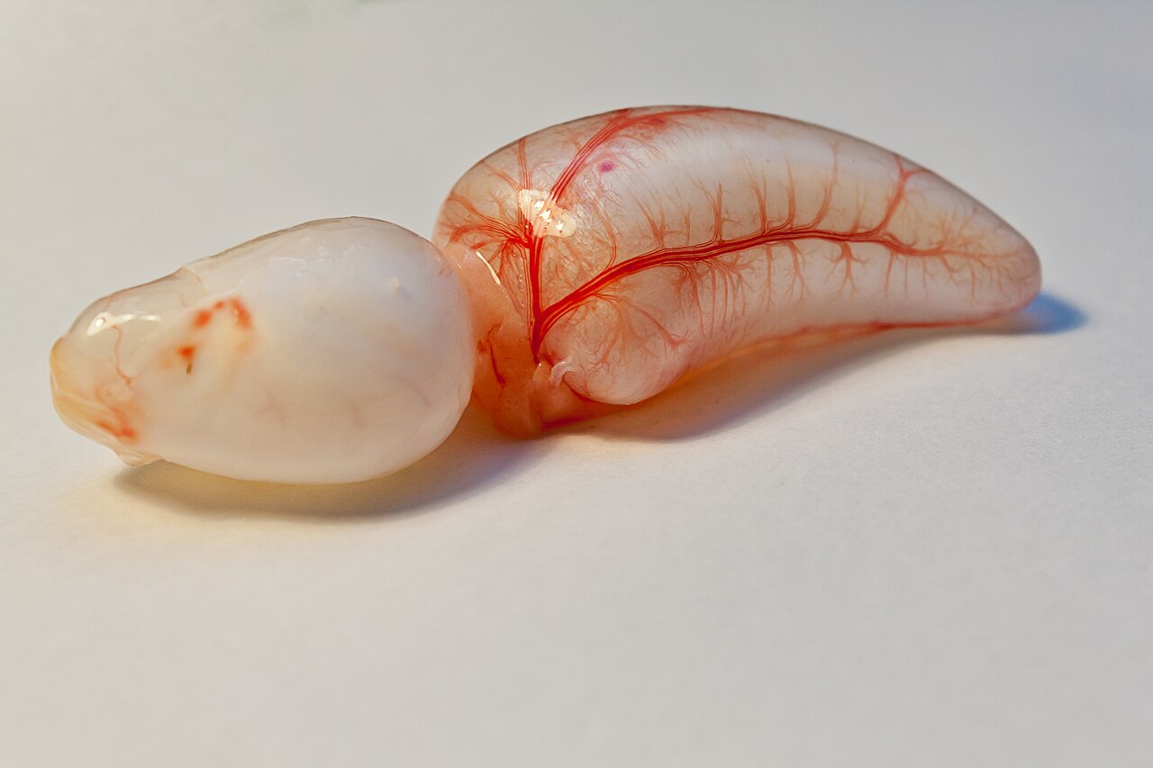 Bladder