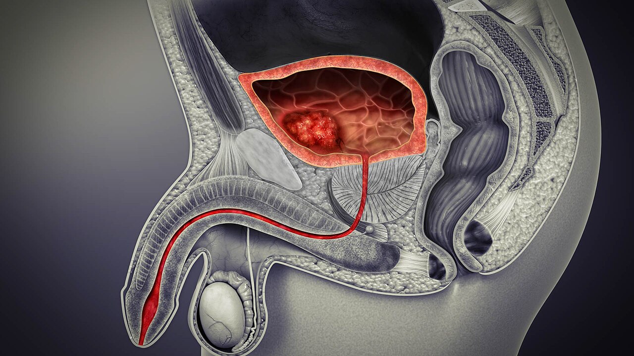 Bladder