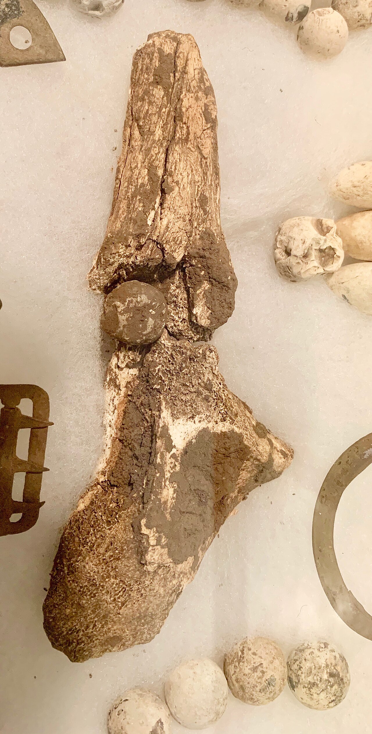 Bone