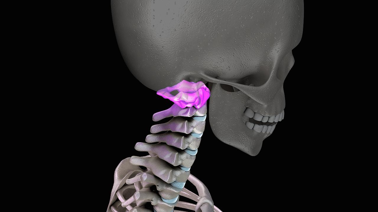 Bone