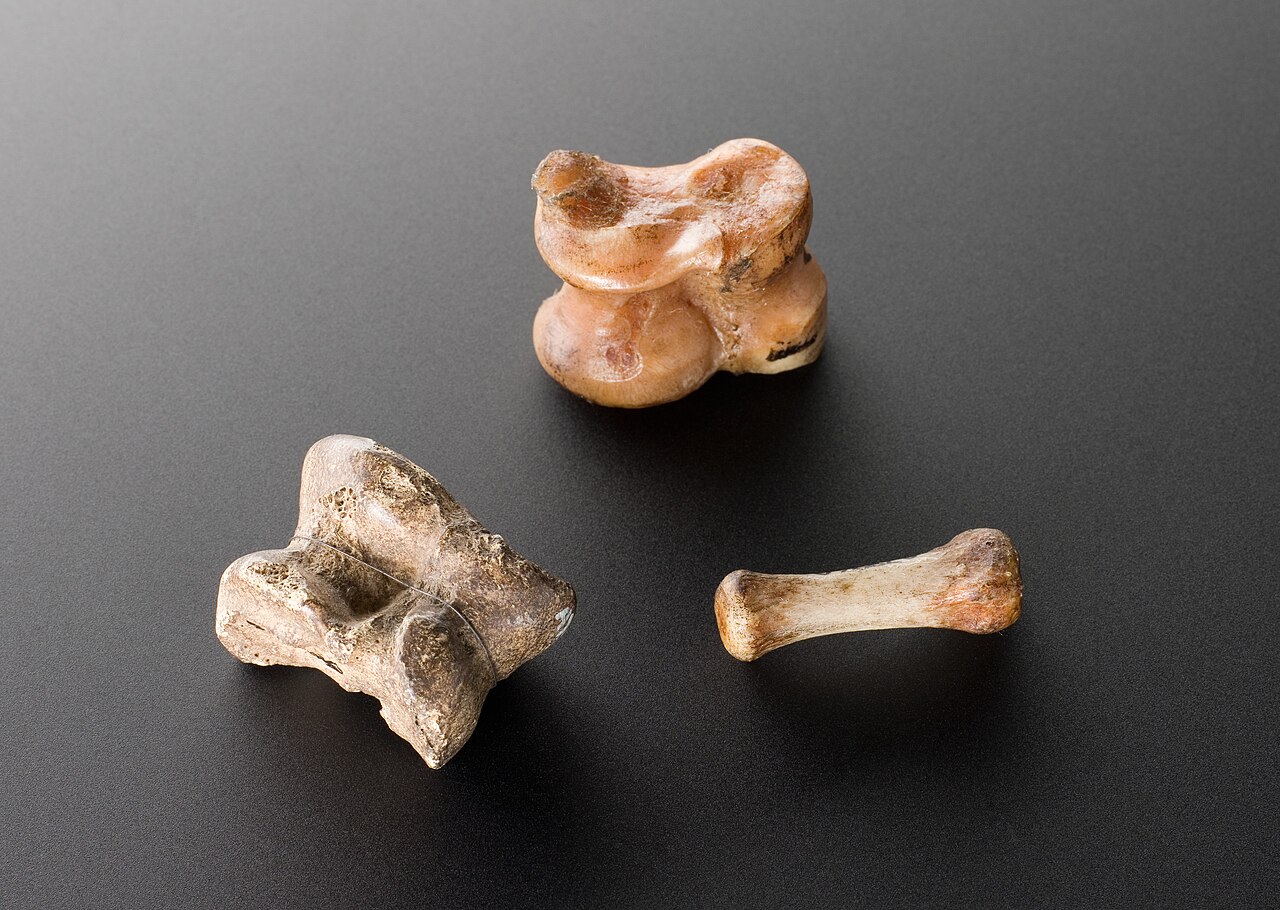 Bone