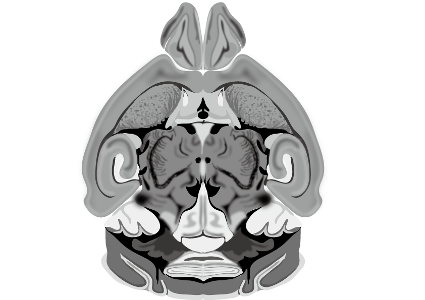 Brain