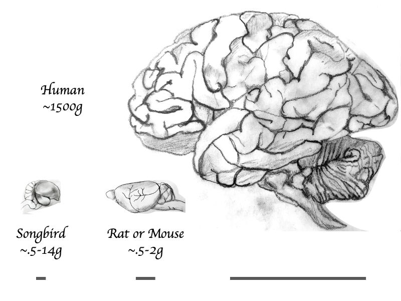 Brain