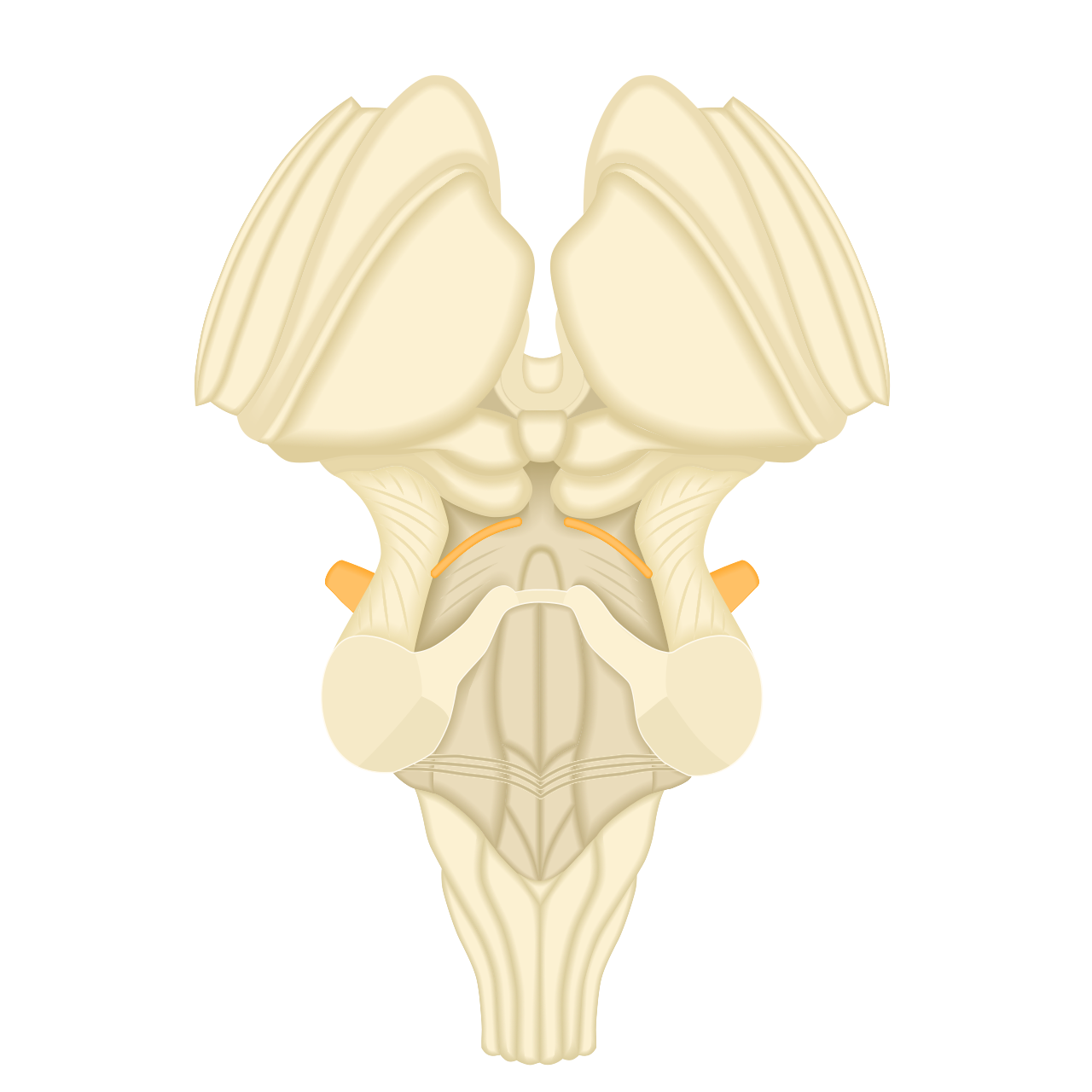 Brainstem