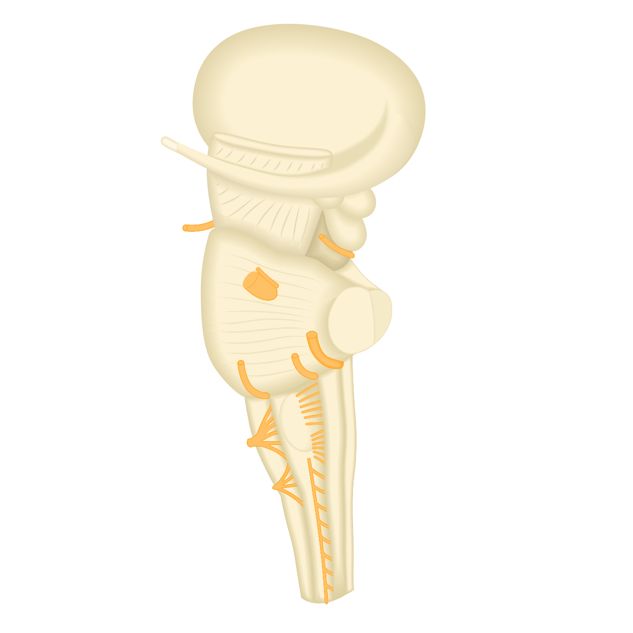Brainstem
