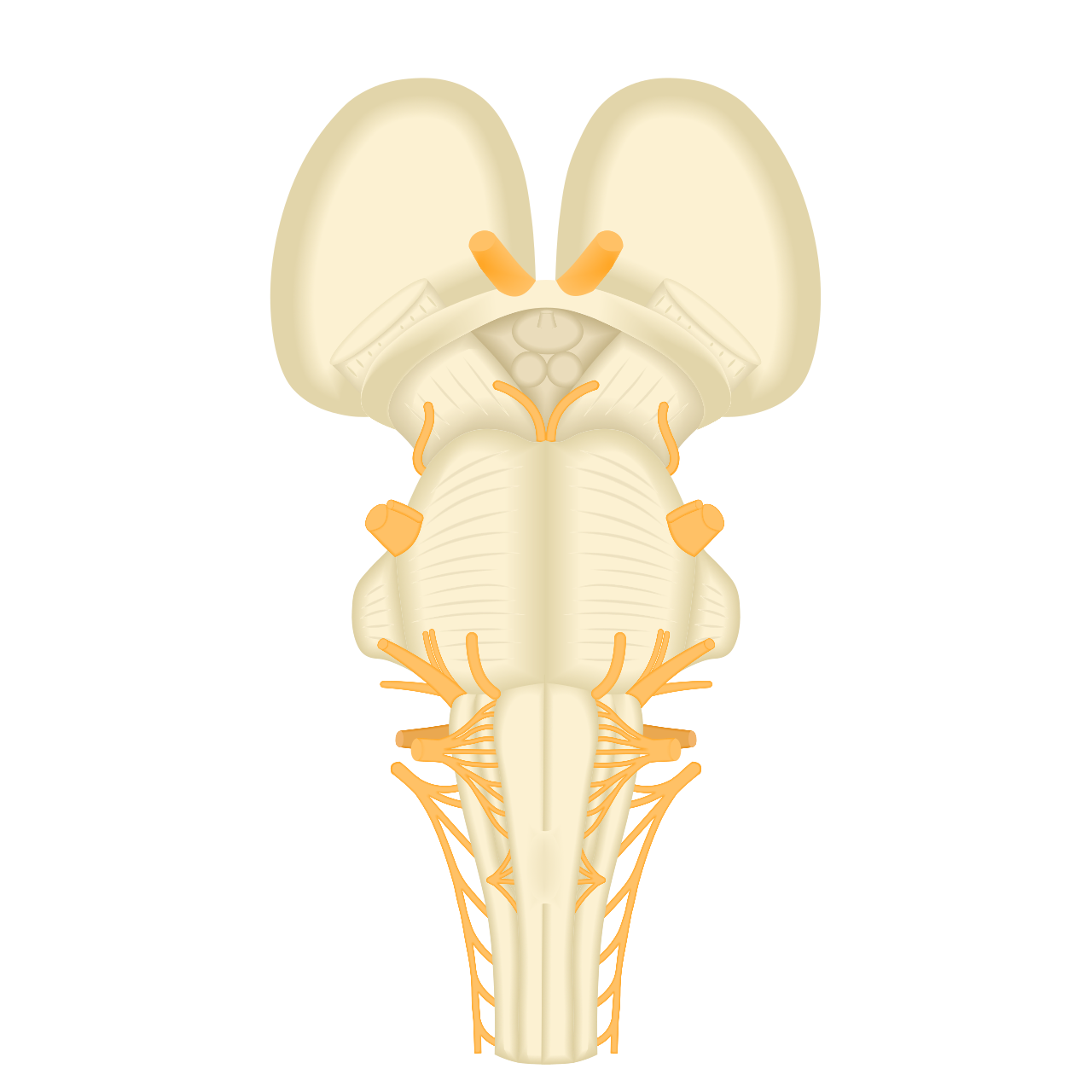 Brainstem