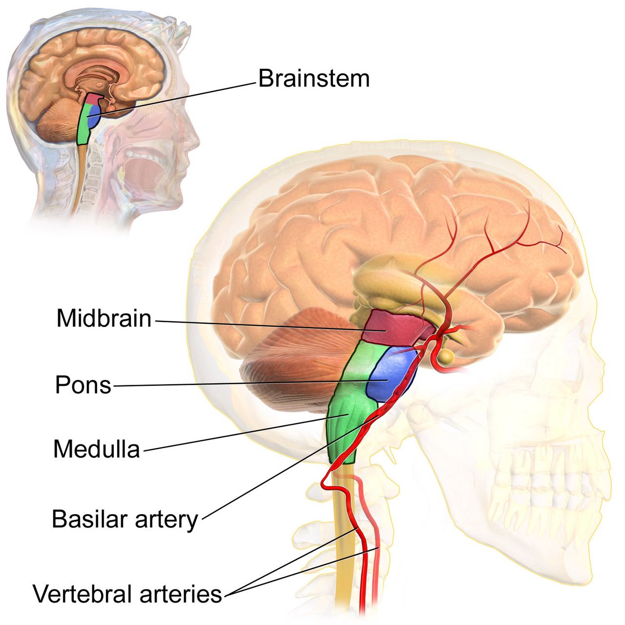 Brainstem