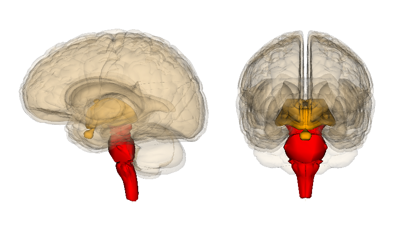 Brainstem