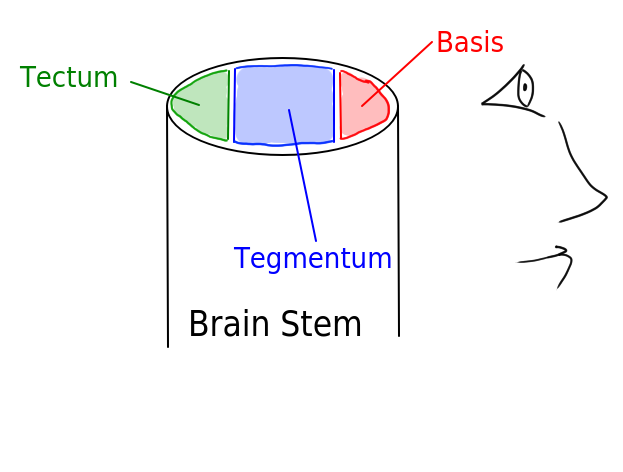 Brainstem