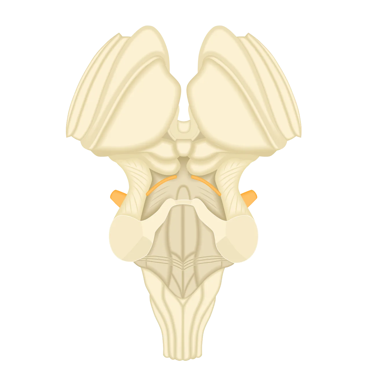 Brainstem