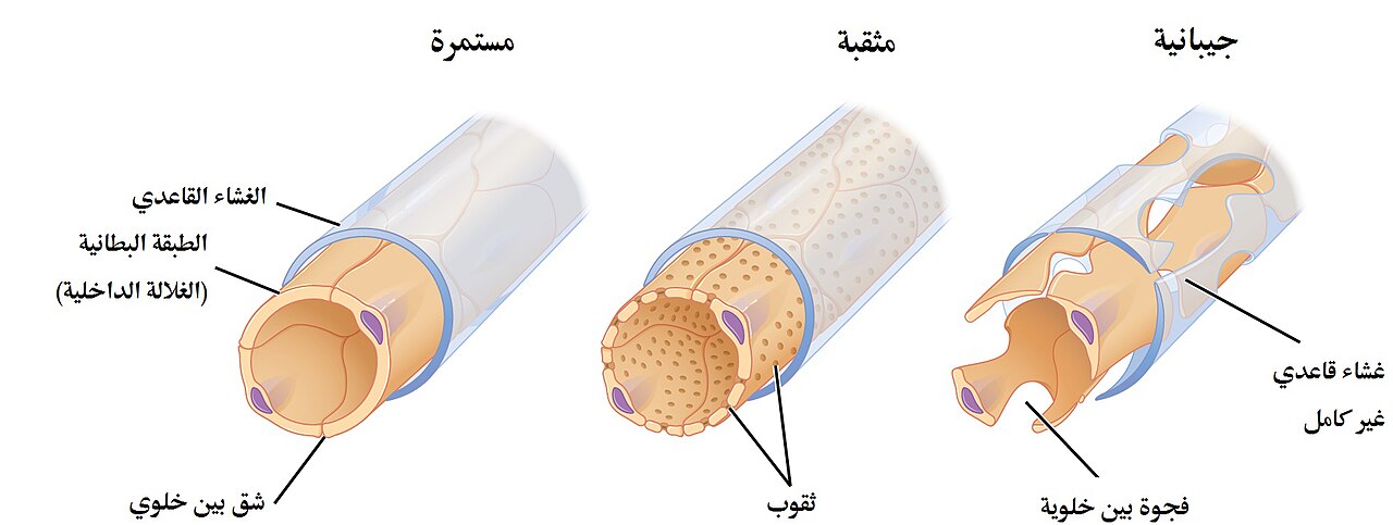 Capillary
