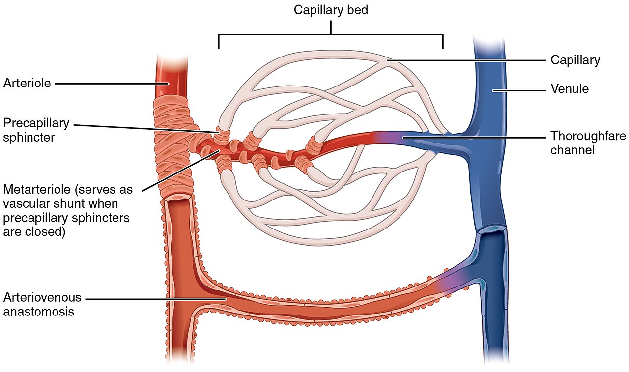 Capillary