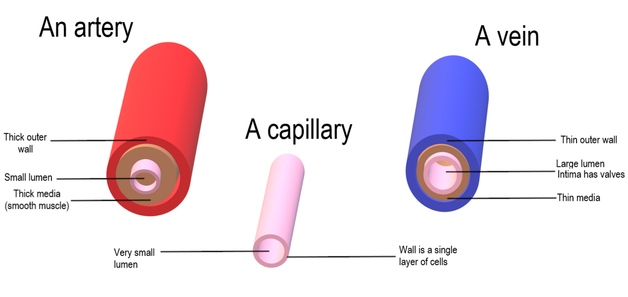 Capillary