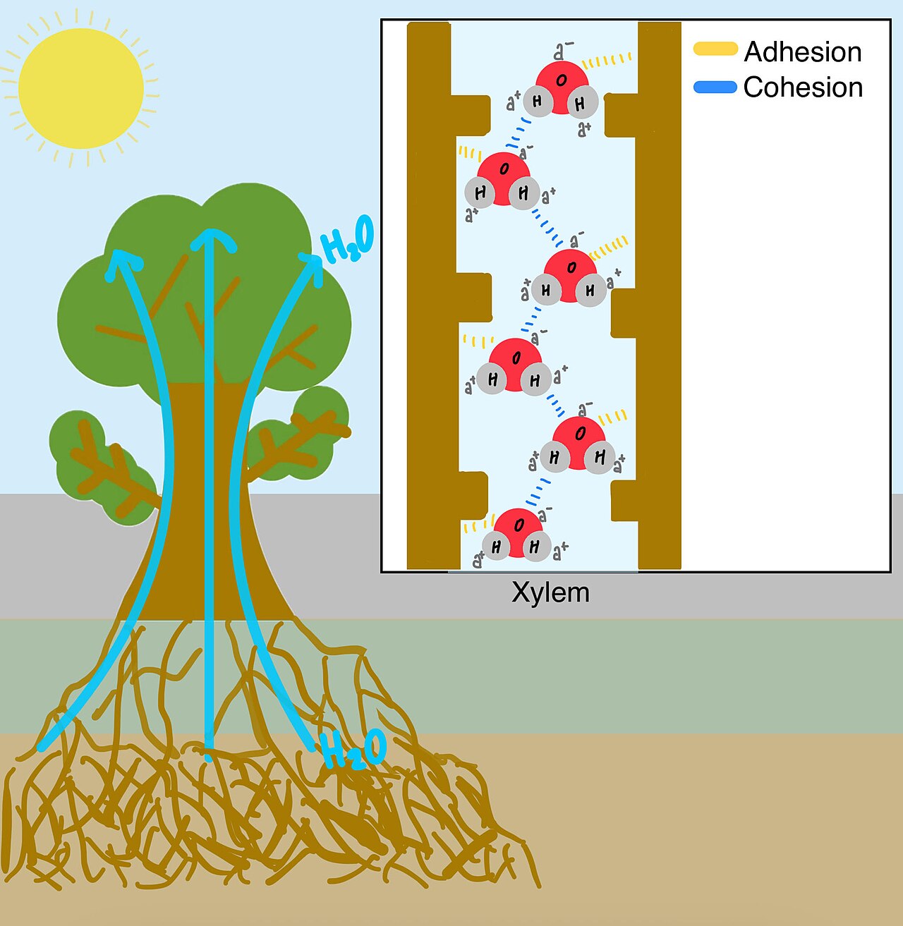 Capillary
