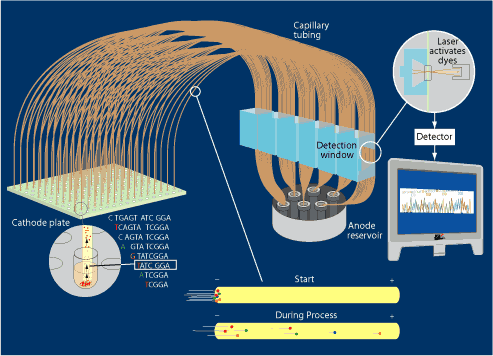 Capillary