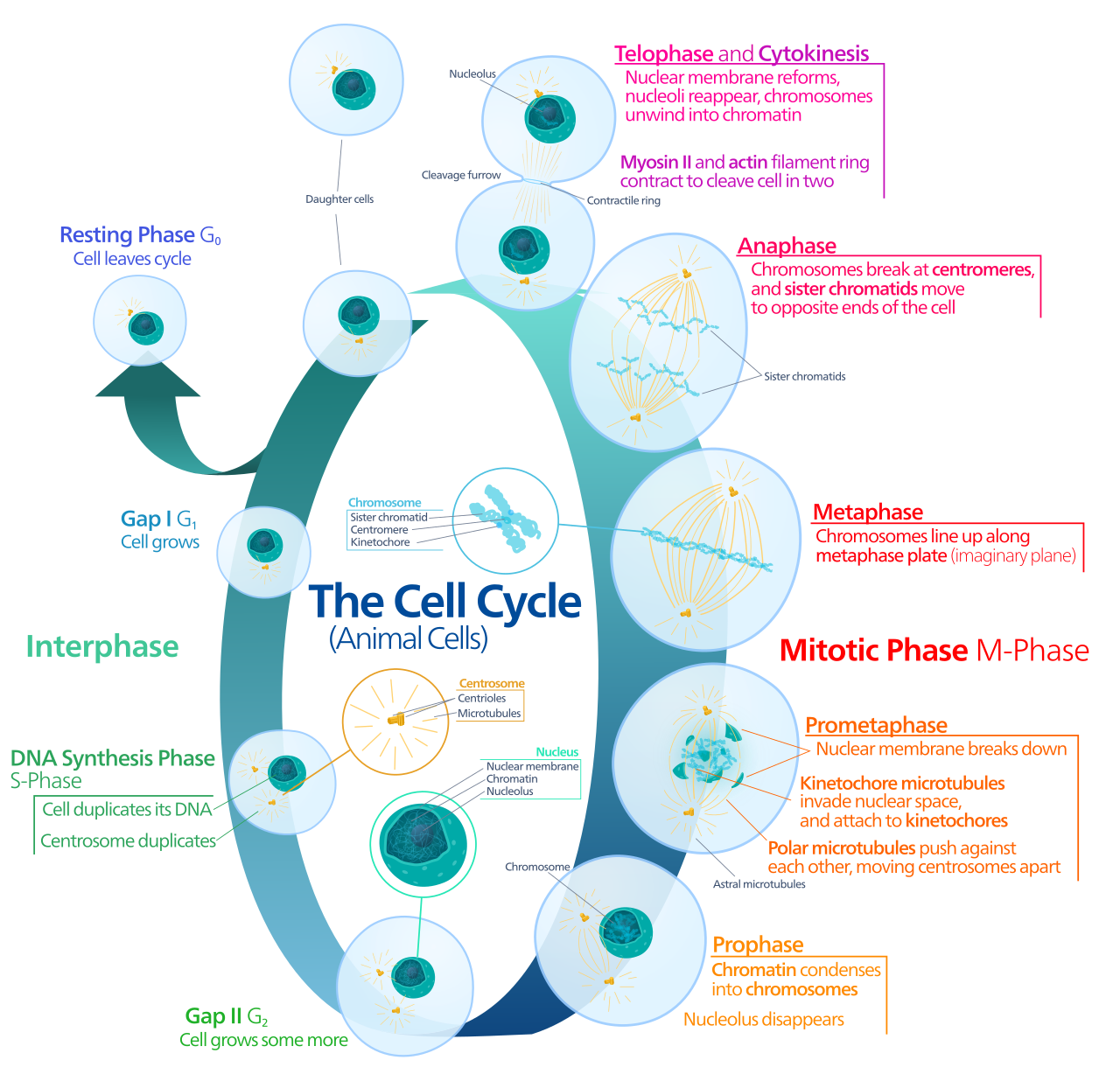 Cell (biology)