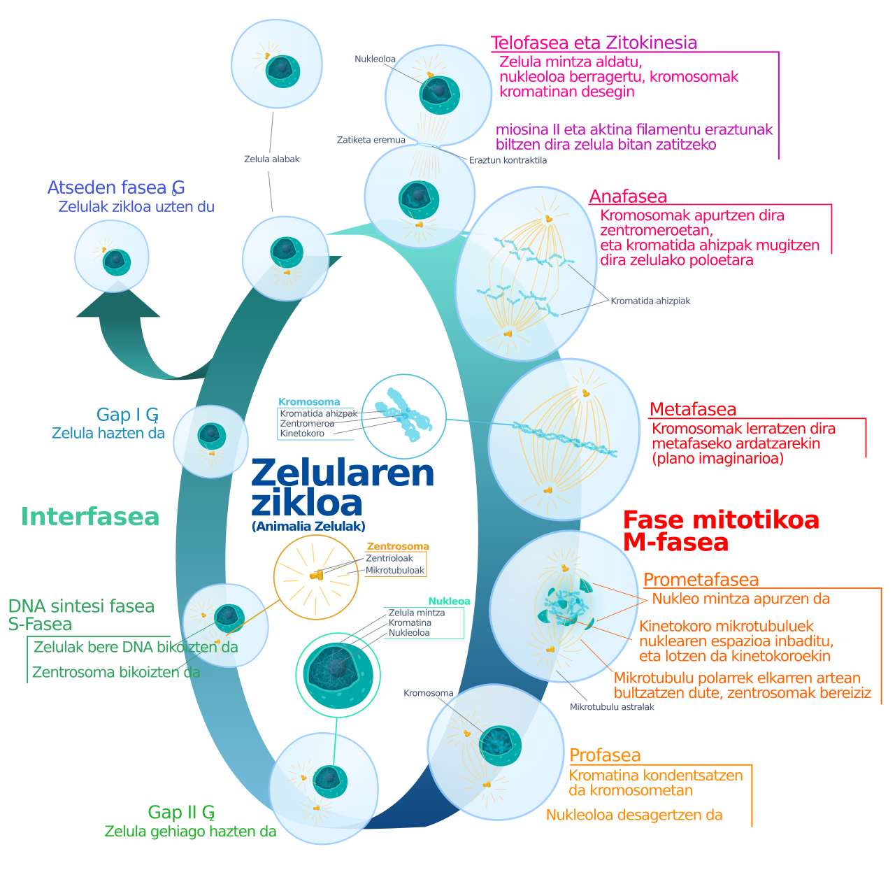 Cell (biology)
