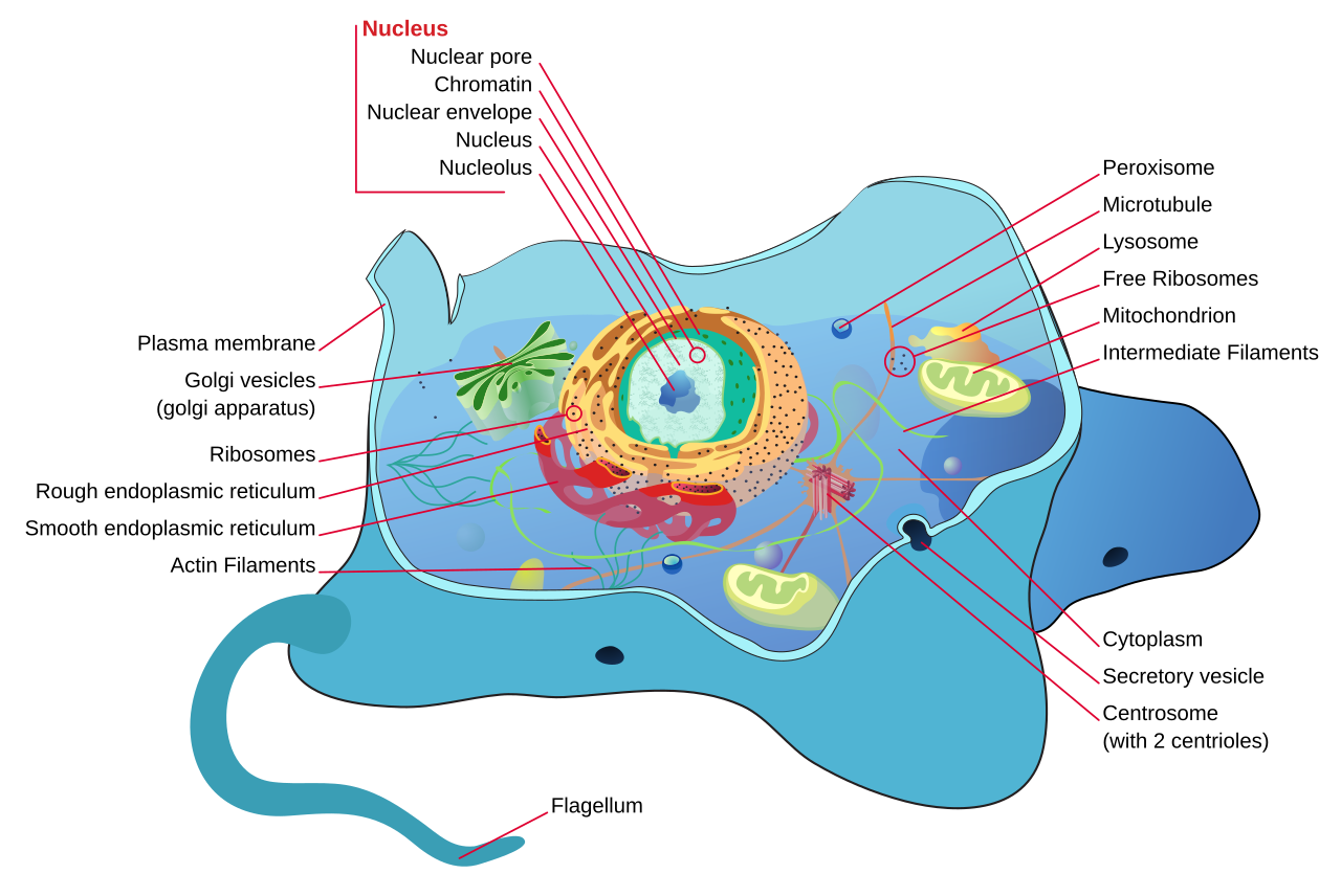 Cell (biology)