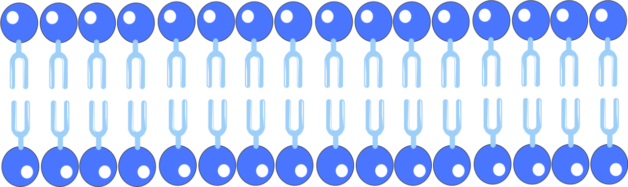 Cell membrane