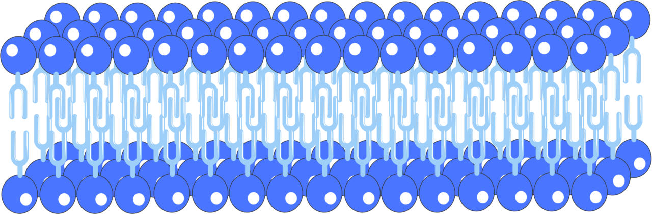 Cell membrane