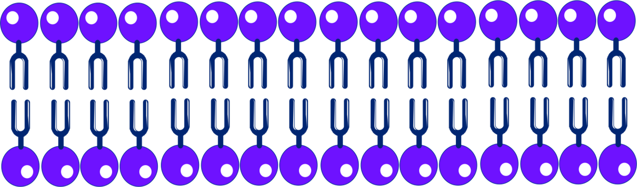 Cell membrane