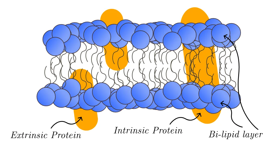 Cell membrane