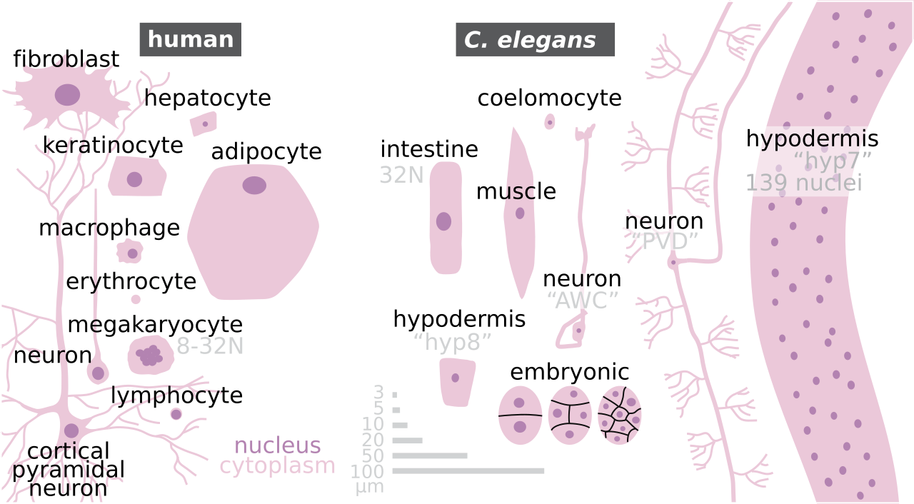 Cell nucleus