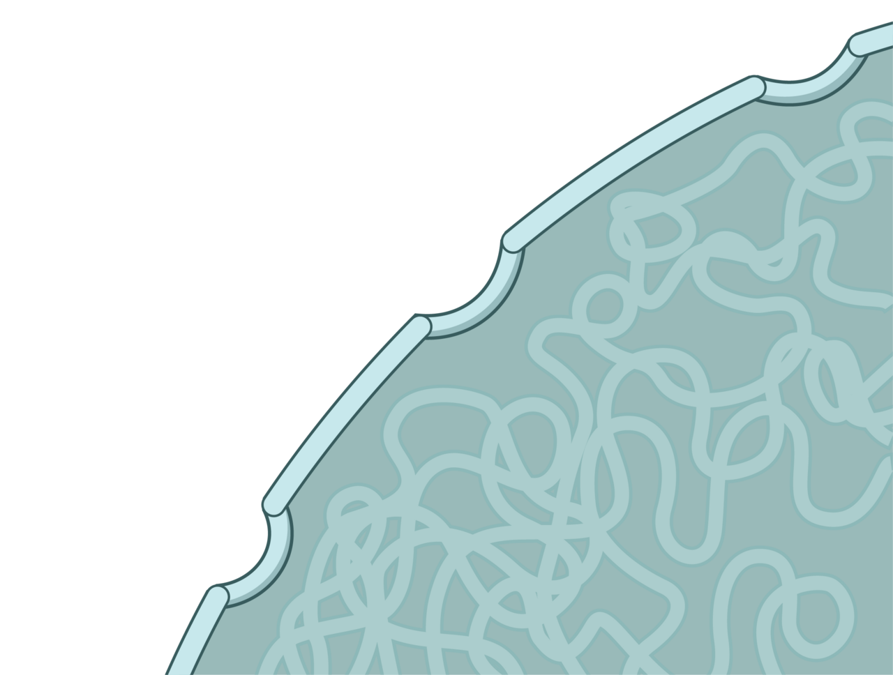 Cell nucleus