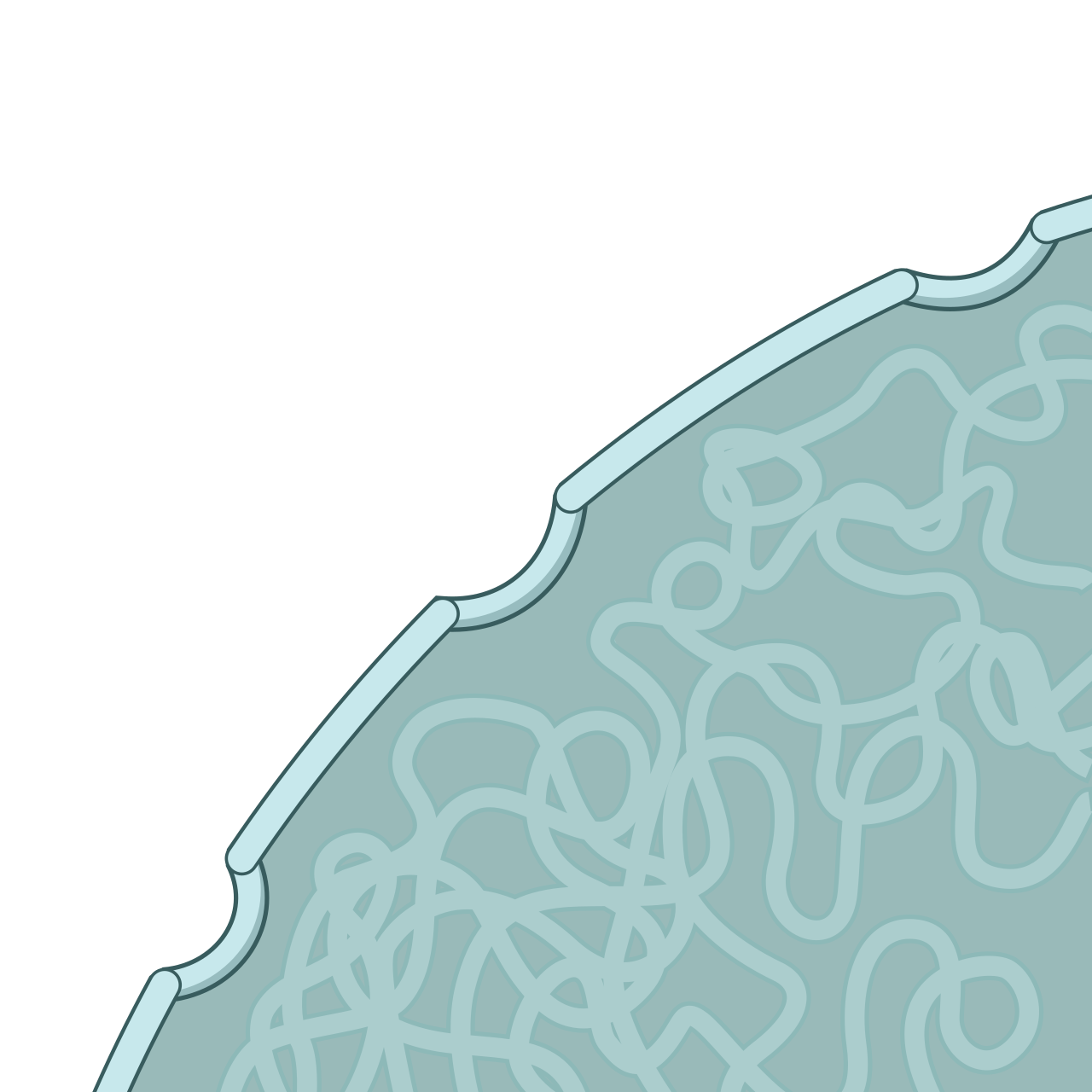 Cell nucleus