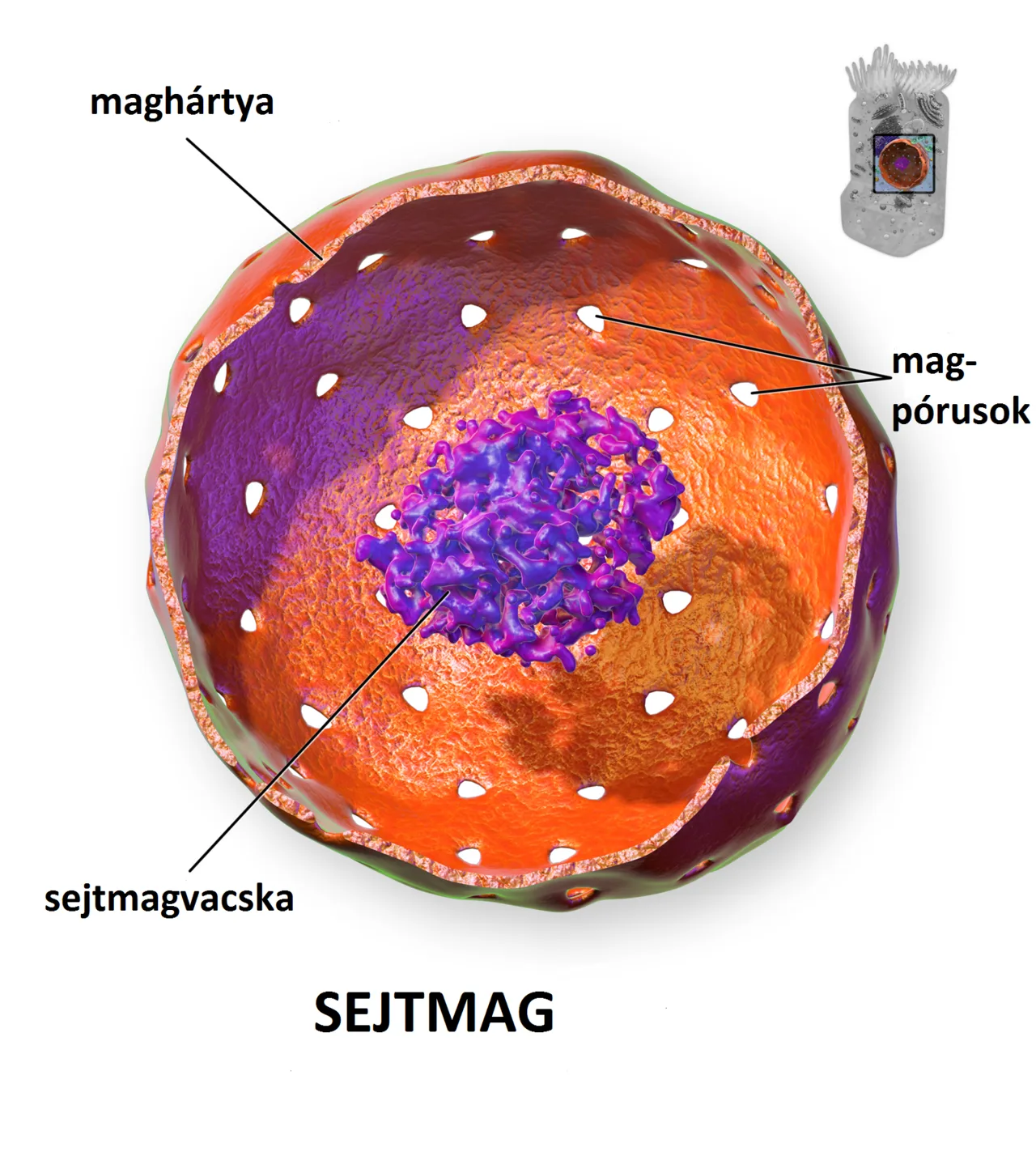 Cell nucleus